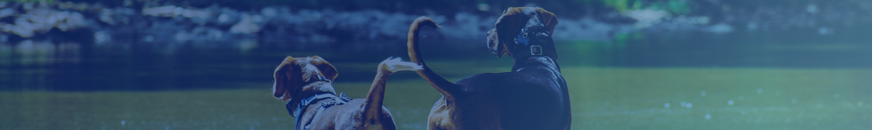 Accessoires pour chien